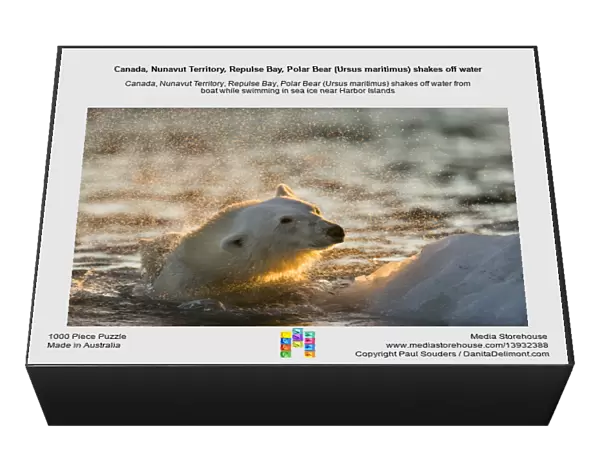 Canada, Nunavut Territory, Repulse Bay, Polar Bear (Ursus maritimus) shakes off water