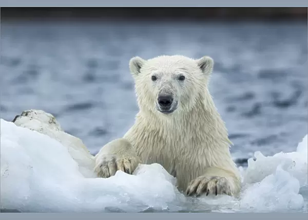 Canada, Nunavut Territory, Repulse Bay, Polar Bear (Ursus maritimus) climbing onto