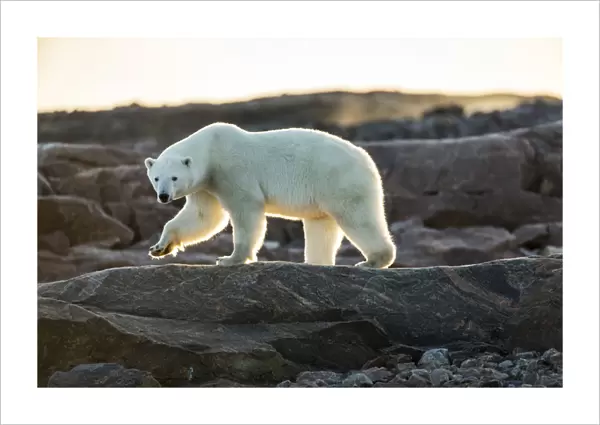 Canada, Nunavut Territory, Setting midnight sun lights Polar Bear (Ursus maritimus)