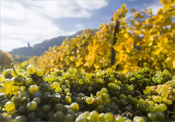 Grape Harvest by traditional hand picking in the Wachau area of Austria