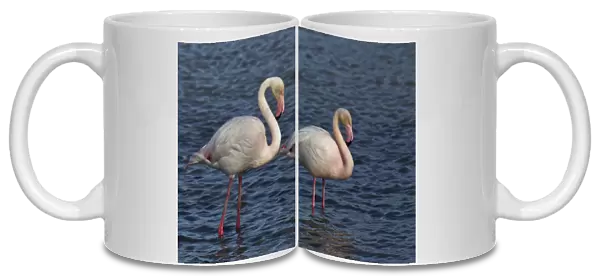 Greater Flamingo, Parc Ornithologique de Pond de Gau, Camargue Region of France