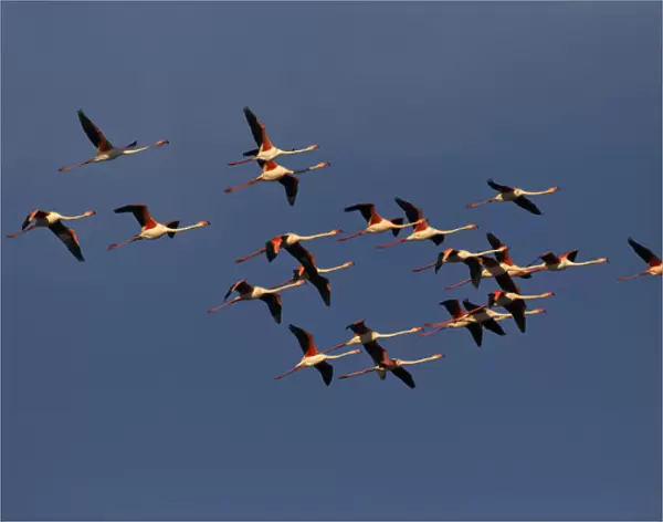 Greater Flamingos in flight, Camargue region of France, Parc Naturel Rgional de Camargue