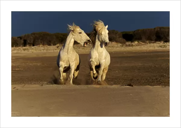 Pair of Camargue Horses playing on beach at sunrise, southern, France