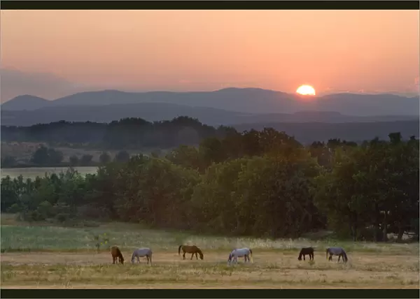 Europe, France, Provence region. Horses graze at sunrise
