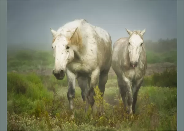 white horses of camargue in field, painterly look