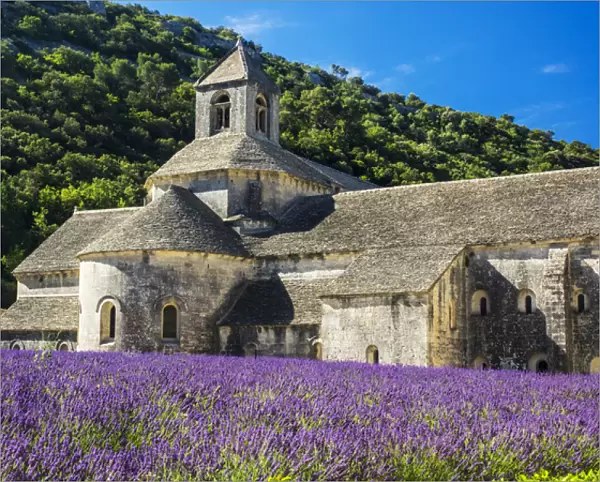 Europe; France; Provence; Seananque Abbey; Seananque Abbey with Lavender in full bloom