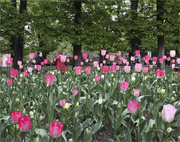 A bed of tulips at Luxembourg Gardens, Paris, France