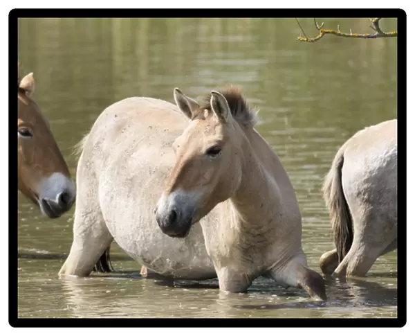 Przewalskis Horses or Takhi (Equus ferus przewalskii) crossing a river in the wildlife