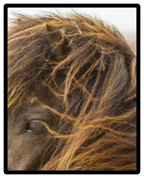 Europe, Iceland. Close-up of Icelandic horses head