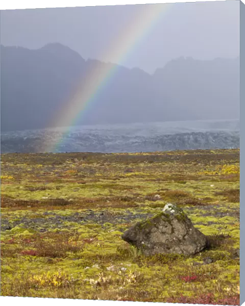 Rainbow over tundra with wild flowers, Iceland