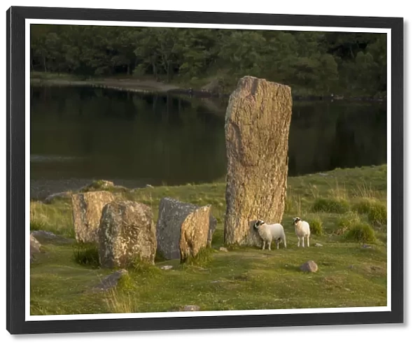 Glengarriff, Ireland, Uragh Stone Circle. Sheep gathering