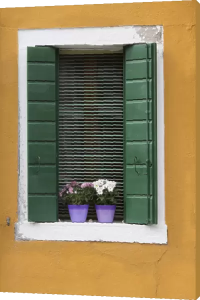 Italy, Venice. A green-shuttered window with purple flowerpots on a yellow wall is