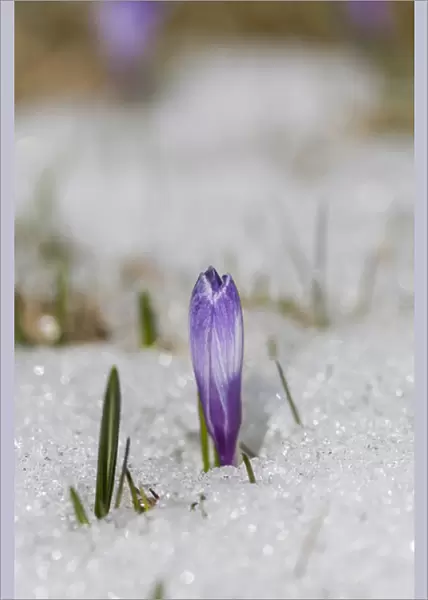 Spring Crocus (Crocus vernus) in the south tyrolian alps are the harbinger of spring