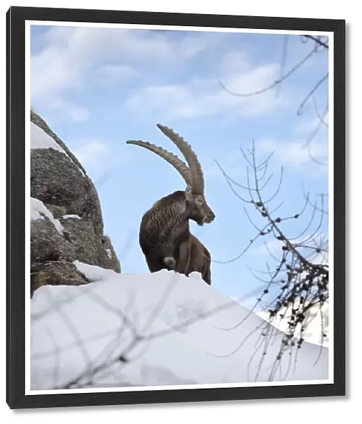 Ibex (Capra ibex) stands on rock during dawn with fresh deep snow... Gran Paradiso National Park