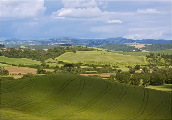 Europe; Italy; Tuscany; Rolling Hills of Spring Wheat Fields