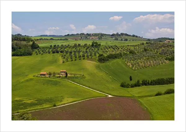 Europe; Italy; Tuscany; Pienza; Villa with Olive Groves and Wheat Fields