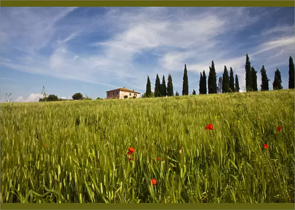 Europe; Italy; Tuscany; Pienza; Villa with Wheat Fields, Cypress Trees and Poppies