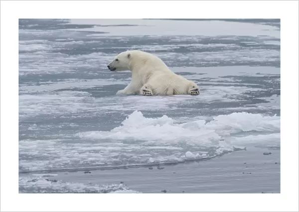 Europe, Norway, Svalbard. Polar bear cub slips on ice