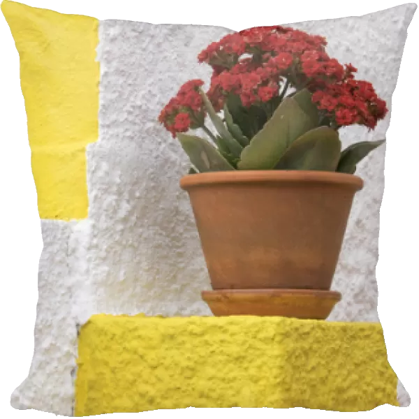 Portugal, Costa Nova do Prado. Colorful house with flowering plant on step