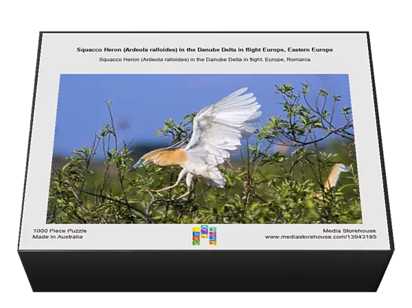 Squacco Heron (Ardeola ralloides) in the Danube Delta in flight Europe, Eastern Europe