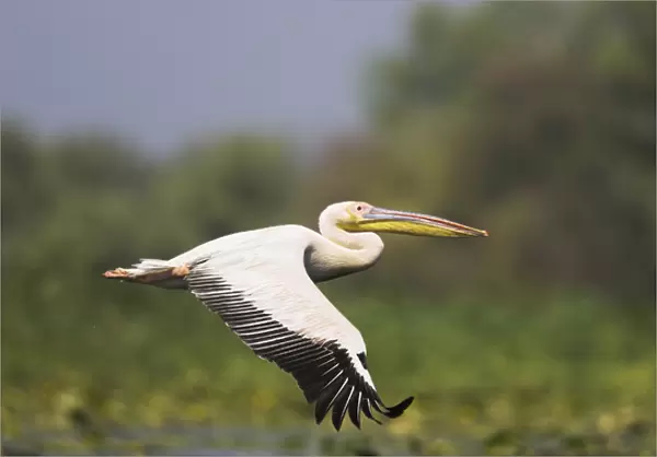 Great White Pelican (Pelecanus onocrotalus) flying in the Danube Delta. Europe