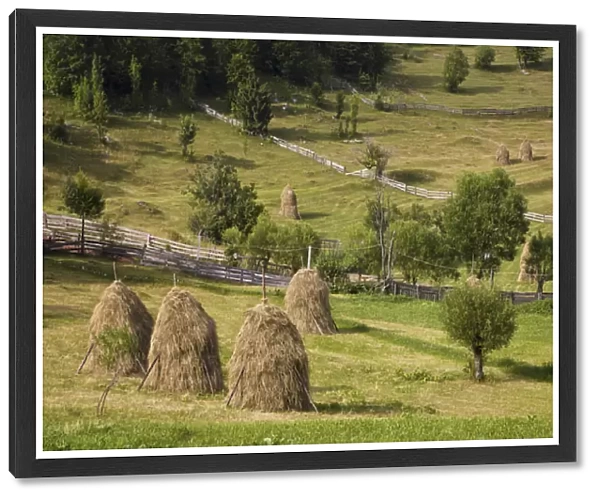 Hay harvest and haystack in the Apuseni Mountains, Scarisoara, Romania