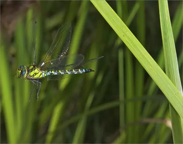 Insect in Flight, High Speed Photographic Technique Southern Hawker or Blue Darner in Flight