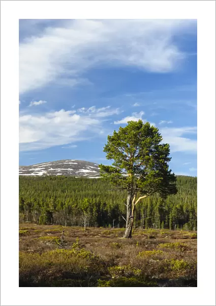 Sweden, Jamtland, Valadalen Nature Preserve. Clearing with a solitary Scots Pine