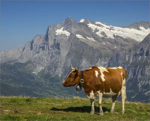 Switzerland, Bern Canton, Mannlichen area, Swiss cows in alpine setting; Wetterhorn