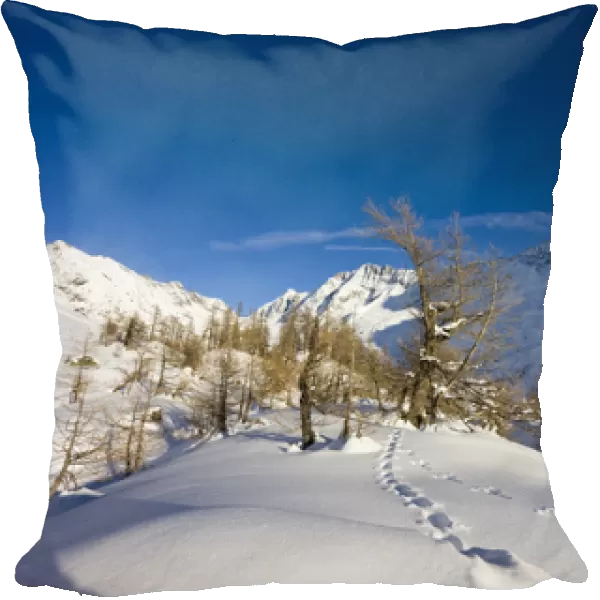Animal tracks in deep snow in winter landscape with larch tree forest in the Loetschental (Valais)