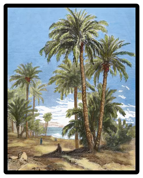 Egypt. Oasis. Engraving by Brend Amour in 1882