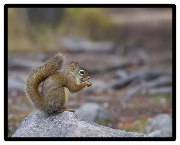 Canada, Alberta. A Douglas Squirrel(Tamiasciurus douglasii) sits on a rock eating