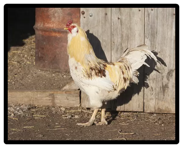 Mixed breed rooster in front of barn