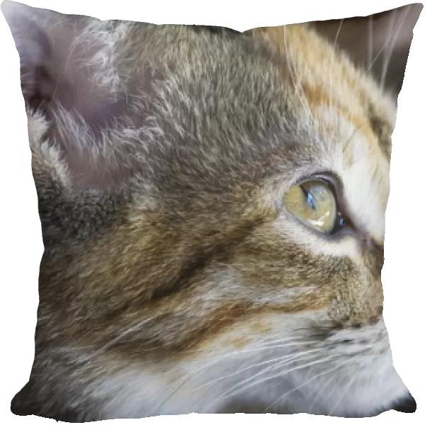 Domestic shorthair tortis shell kitten, close-up, face