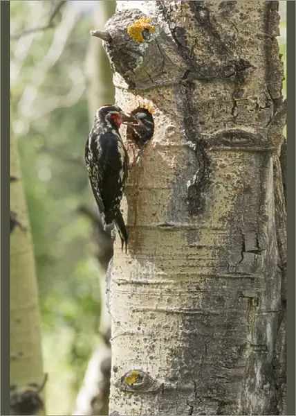 Red-naped sapsucker feeding young in Aspen tree hole