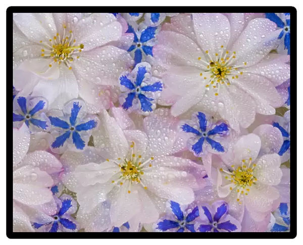 Montage of cherry blossoms and blue flowers with dew