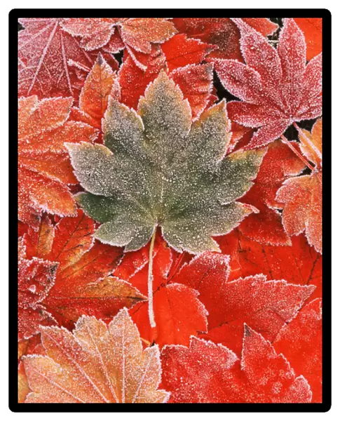 Frozen autumn leaves, close-up
