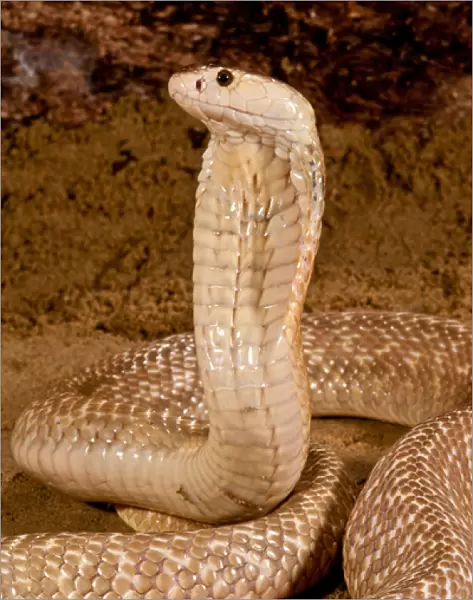 Formosan Cobra, Naja naja formosa, Native to Ceylon
