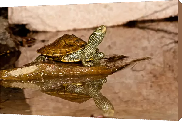 MapTurtle, Graptemys geographica, Native to Northeastern US