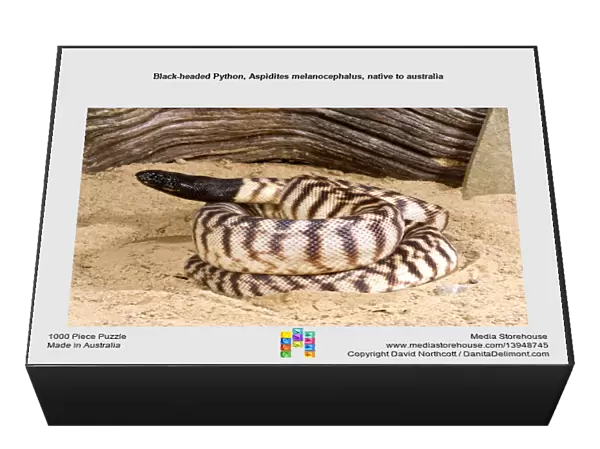 Black-headed Python, Aspidites melanocephalus, native to australia