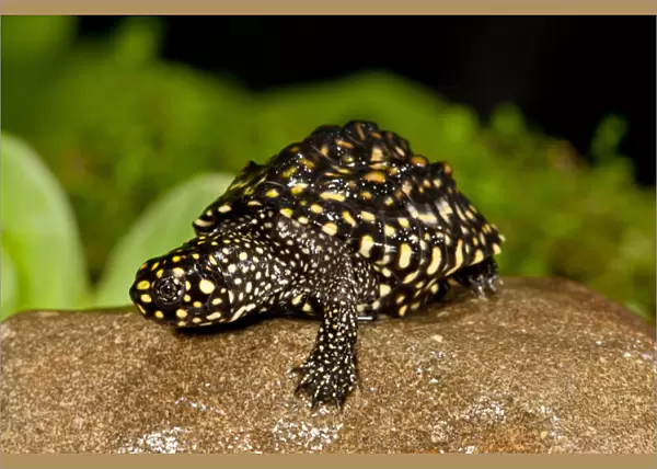 Indian Spotted Pond Turtle, Geoclemys hamiltonii, Native to India and Pakistan