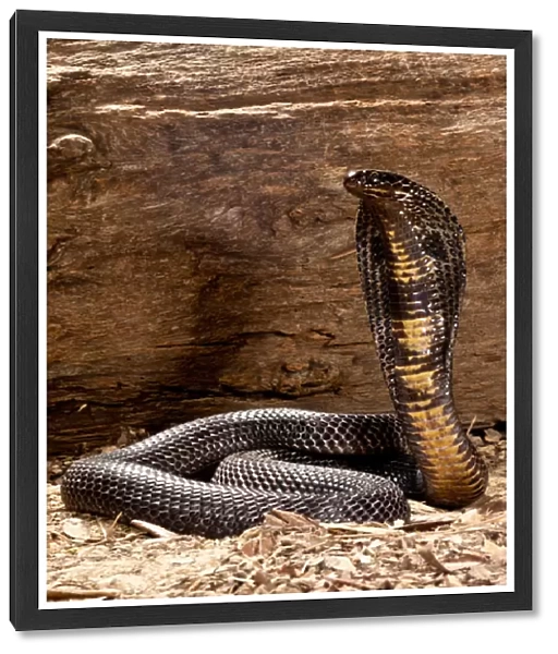 Pakistani Black Cobra, Naja naja karachiensis, Native to Pakistan and surrounding areas