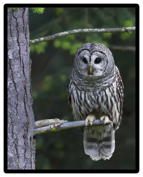 Barred Owl, hunting at dusk