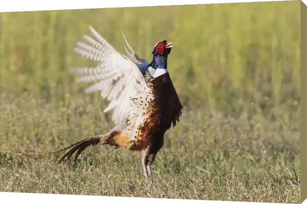 Ring-necked Pheasant;Courtship Display & Crow