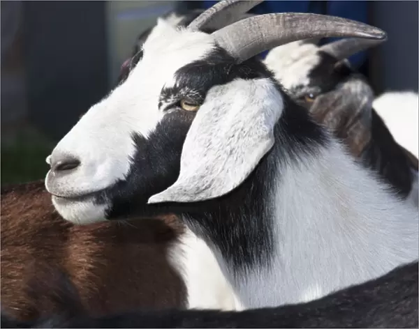 Domestic goat side shot, black white