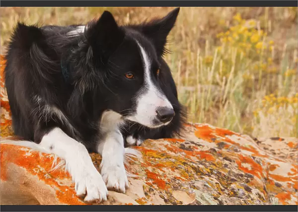 purebred border collie laying on moss rock