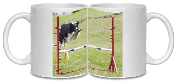 purebred border collie jumping agility jump