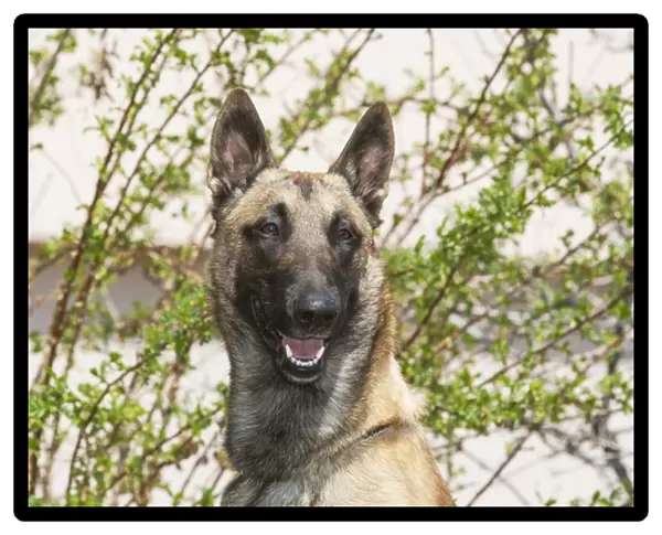 Purebred Malinois in front of bushes and light tan building