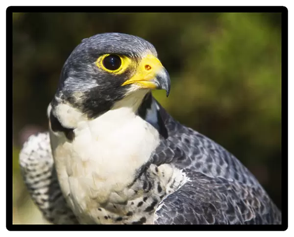 peregrin falcon bright eye looking wary