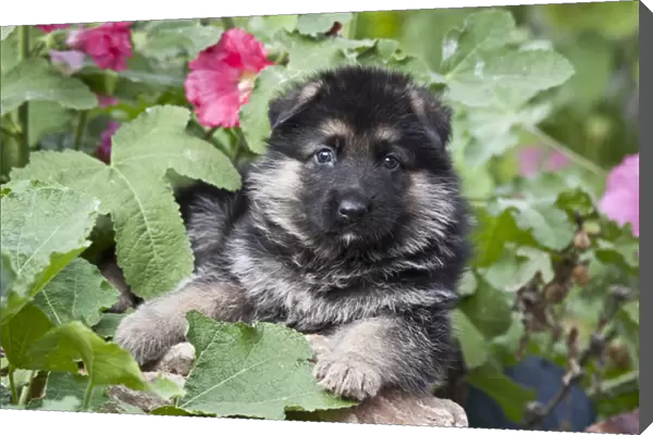 German Shepherd puppy peeking out of a garden bush